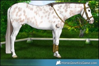 Horse Color:Bay Roan Splash Near Leopard 