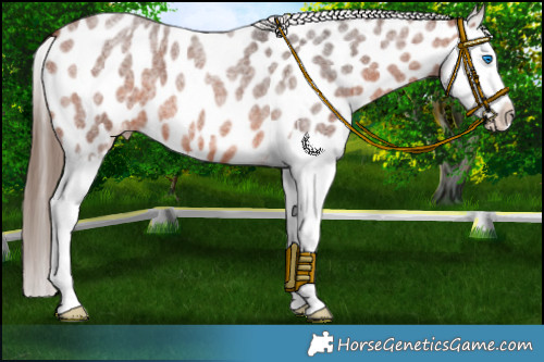 Horse Color:Bay Roan Splash Appaloosa 