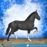 Horse Color:Black 