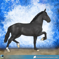 Horse Color:Black 