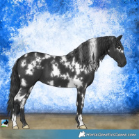 Horse Color:White Spotted Black
