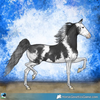 Horse Color:Black Sabino Splash