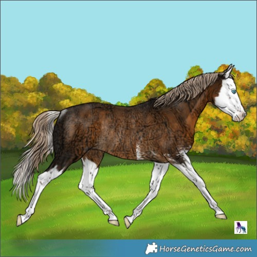 Horse Color:Chocolate Palomino Ice Sabino Splash Rabicano 