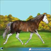 Horse Color:Chocolate Palomino Ice Sabino Splash Rabicano