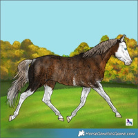 Horse Color:Chocolate Palomino Ice Sabino Splash Rabicano 