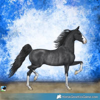 Horse Color:Black Rabicano 
