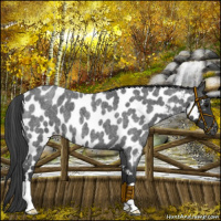 Horse Color:Blue Roan Near Leopard 