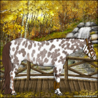 Horse Color:Liver Red Roan Leopard Rabicano 
