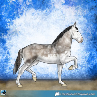 Horse Color:Grullo Ice Onyx Sabino Splash