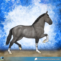 Horse Color:Grullo Mushroom Rabicano 