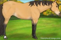 Horse Color:Buckskin 