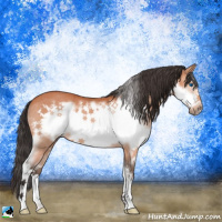 Horse Color:Bay Splash Frame Rabicano 