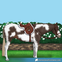 Horse Color:Liver Chestnut Tobiano Frame 
