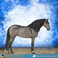 Horse Color:Grullo 