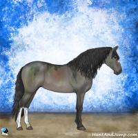 Horse Color:Grullo 