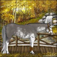Horse Color:Grullo Sabino Splash 