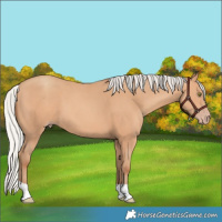Horse Color:Silver Amber Champagne