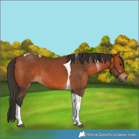 Horse Color:Bay Tobiano 