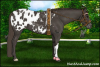 Horse Color:Smoky Black Appaloosa 