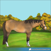 Horse Color:Buckskin 