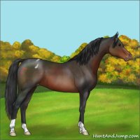 Horse Color:Brown Appaloosa 