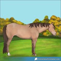 Horse Color:Amber Champagne Rabicano 