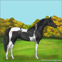 Horse Color:Black Tobiano 