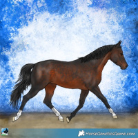 Horse Color:Brown 
