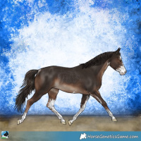 Horse Color:Liver Chestnut Sabino Rabicano
