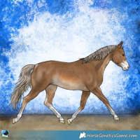 Horse Color:Chocolate Palomino Sabino Rabicano