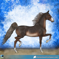 Horse Color:Liver Chestnut Rabicano 
