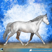 Horse Color:Gray Liver Chestnut Sabino Rabicano 