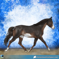 Horse Color:Liver Chestnut Frame Rabicano 