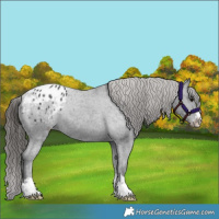Horse Color:Black Appaloosa Rabicano