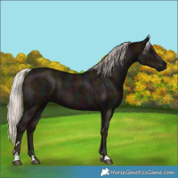 Horse Color:Midnight Silver Black 