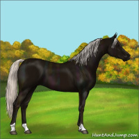 Horse Color:Midnight Silver Black 