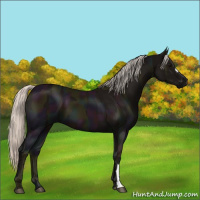 Horse Color:Midnight Silver Black