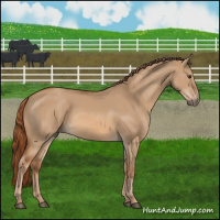 Horse Color:Red Dun 