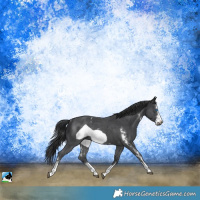 Horse Color:Black Sabino Frame Rabicano 