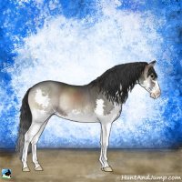 Horse Color:Blue Onyx Sabino Splash Rabicano 