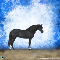 Horse Color:Black Sabino Rabicano 