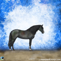 Horse Color:Black Mushroom Sabino 
