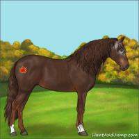 Horse Color:Gray Chestnut 