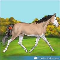 Horse Color:Bay Dun Splash 