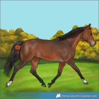 Horse Color:Bay 