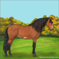 Horse Color:Bay  and Bay Frame 