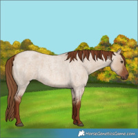 Horse Color:Red Dun Roan