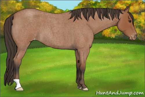 Horse Color:Bay Roan Appaloosa 