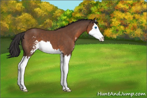 Horse Color:Bay Sabino Splash 