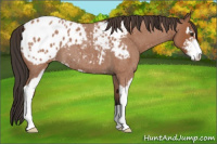 Horse Color:Bay Roan Sabino Appaloosa 